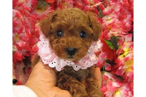 成約済の茨城県のトイプードル-24392の1枚目