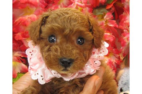 成約済の茨城県のトイプードル-24392の2枚目