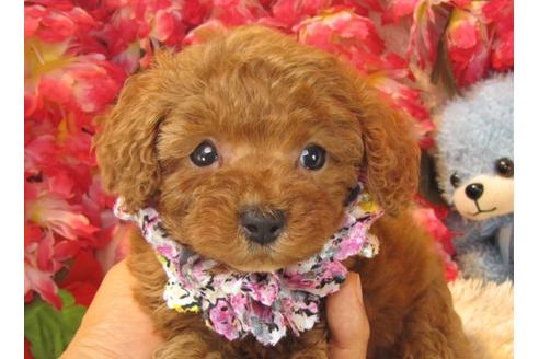 成約済の茨城県のトイプードル-24393の3枚目