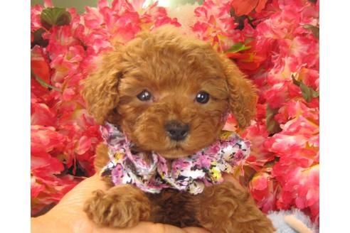 成約済の茨城県のトイプードル-24393の1枚目