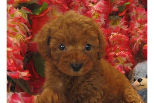 成約済の茨城県のトイプードル-24393の2枚目