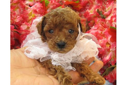 成約済の茨城県のトイプードル-24394の1枚目