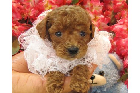 成約済の茨城県のトイプードル-24394の2枚目