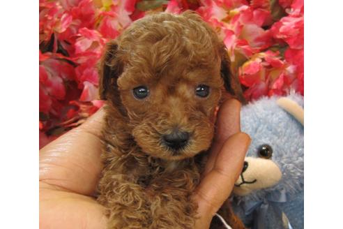 成約済の茨城県のトイプードル-24394の3枚目