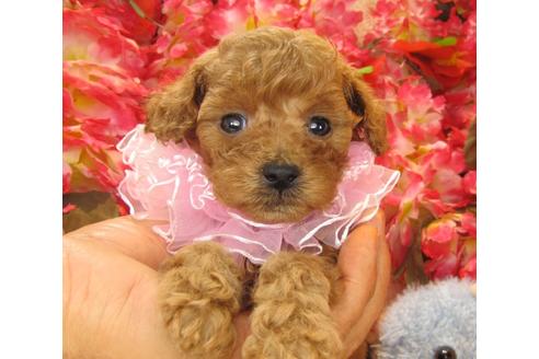 成約済の茨城県のトイプードル-24395の1枚目