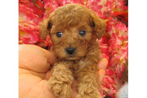 成約済の茨城県のトイプードル-24395の3枚目