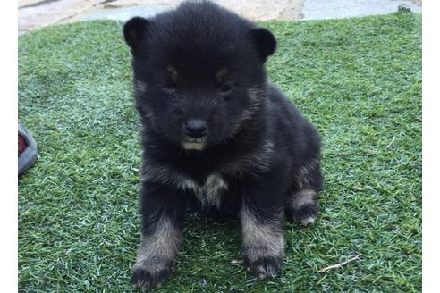 成約済の長崎県の柴犬-24398の1枚目