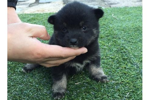 成約済の長崎県の柴犬-24398の3枚目
