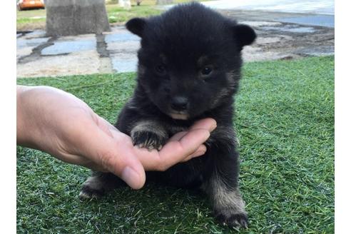 成約済の長崎県の柴犬-24398の4枚目