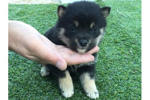 成約済の長崎県の柴犬-24399の5枚目