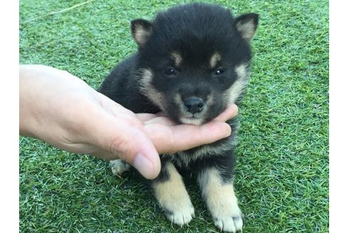 成約済の長崎県の柴犬-24399の1枚目