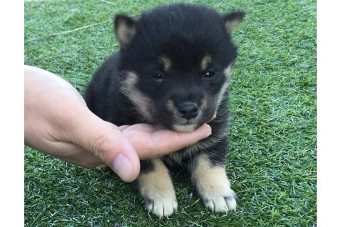 成約済の長崎県の柴犬-24399の2枚目