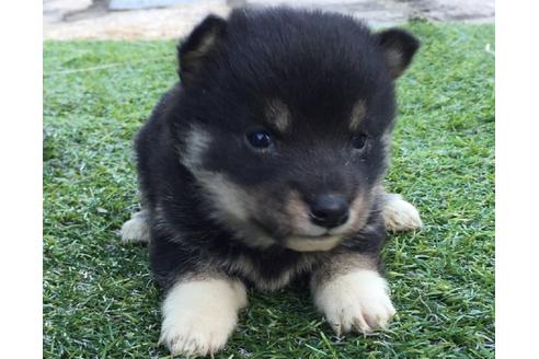 成約済の長崎県の柴犬-24400の3枚目
