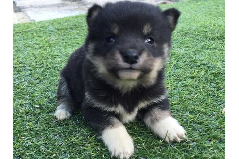 成約済の長崎県の柴犬-24400の5枚目