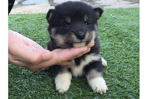 成約済の長崎県の柴犬-24400の1枚目