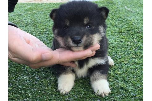 成約済の長崎県の柴犬-24400の2枚目