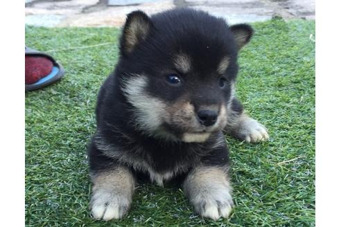 成約済の長崎県の柴犬-24401の2枚目