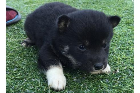 成約済の長崎県の柴犬-24402の2枚目