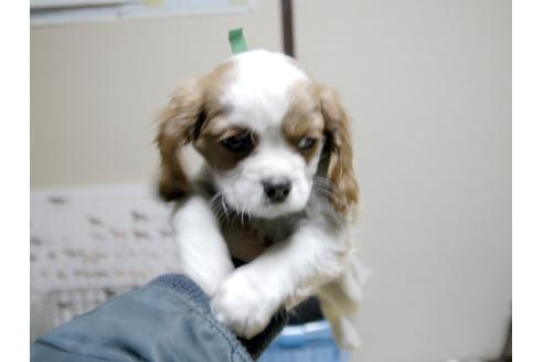 成約済の埼玉県のキャバリアキングチャールズスパニエル-22991の1枚目