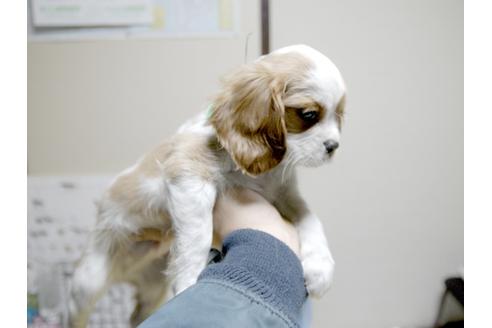 成約済の埼玉県のキャバリアキングチャールズスパニエル-22991の2枚目