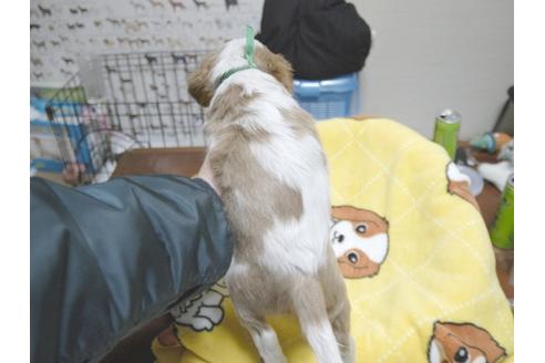 成約済の埼玉県のキャバリアキングチャールズスパニエル-22991の5枚目