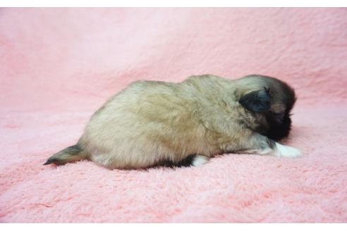 成約済の奈良県のペキニーズ-23675の1枚目
