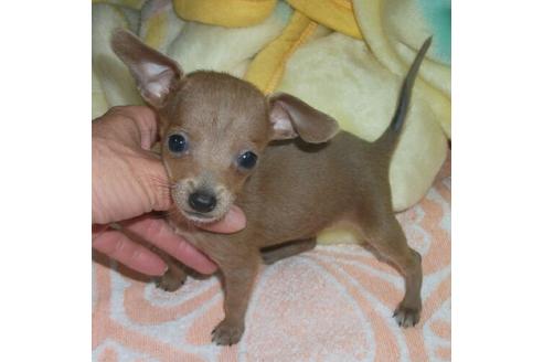 成約済の岐阜県のミックス犬-23801の1枚目