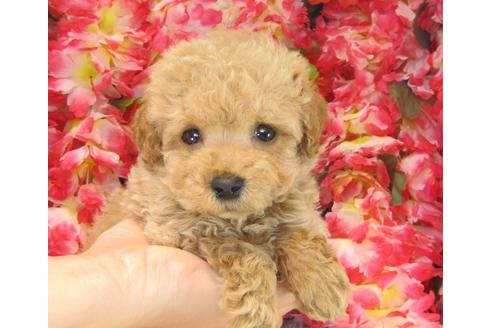 成約済の茨城県のトイプードル-24443の2枚目