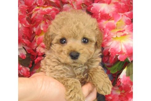 成約済の茨城県のトイプードル-24443の3枚目