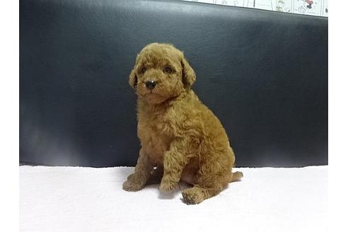 成約済の大阪府のトイプードル-24456の4枚目