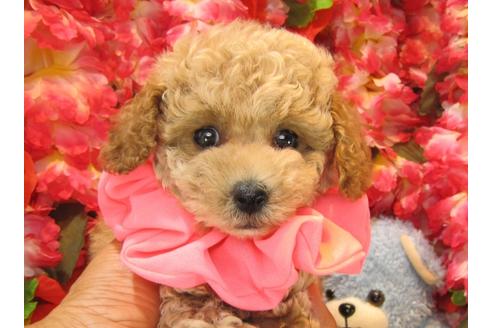 成約済の茨城県のトイプードル-24485の1枚目