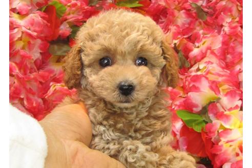 成約済の茨城県のトイプードル-24485の2枚目