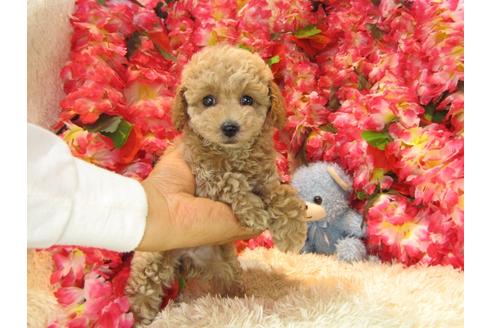 成約済の茨城県のトイプードル-24485の3枚目