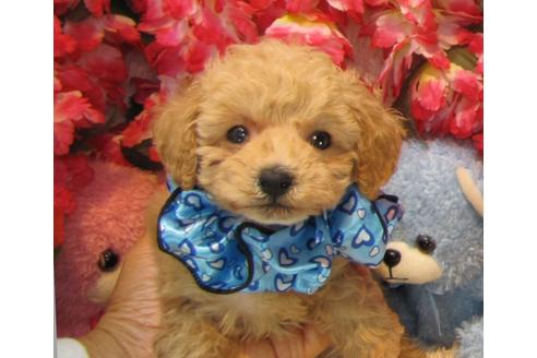 成約済の茨城県のトイプードル-24486の1枚目