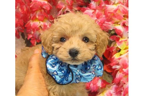 成約済の茨城県のトイプードル-24486の2枚目