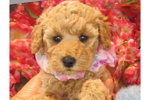 成約済の茨城県のトイプードル-24487の1枚目