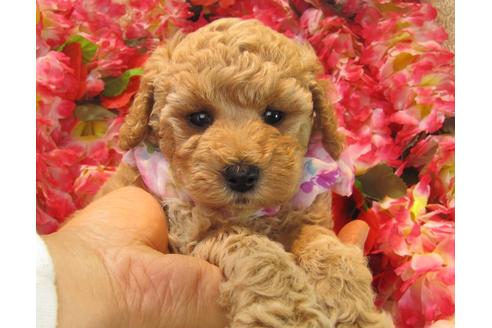 成約済の茨城県のトイプードル-24487の2枚目