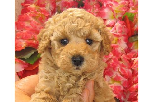 成約済の茨城県のトイプードル-24487の3枚目