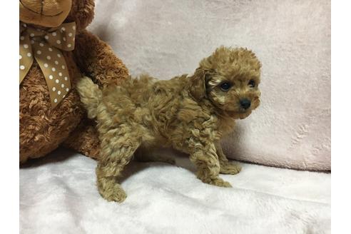 成約済の滋賀県のトイプードル-24499の4枚目