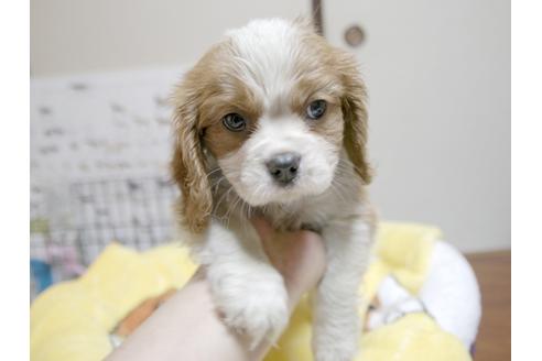 成約済の埼玉県のキャバリアキングチャールズスパニエル-23192の1枚目