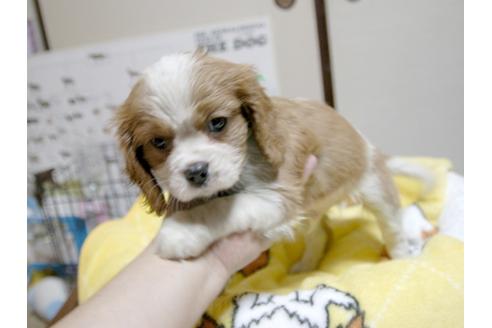 成約済の埼玉県のキャバリアキングチャールズスパニエル-23192の3枚目