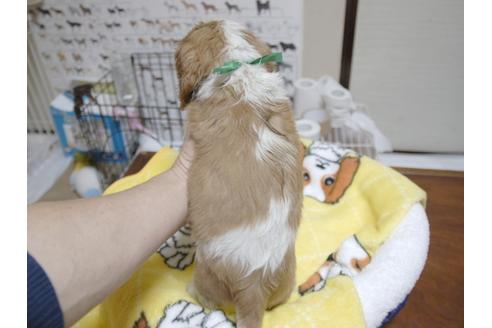 成約済の埼玉県のキャバリアキングチャールズスパニエル-23192の5枚目