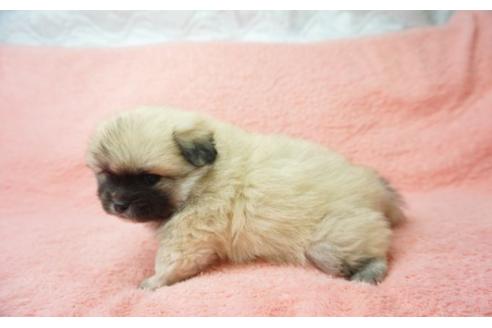 成約済の奈良県のミックス犬-24412の2枚目