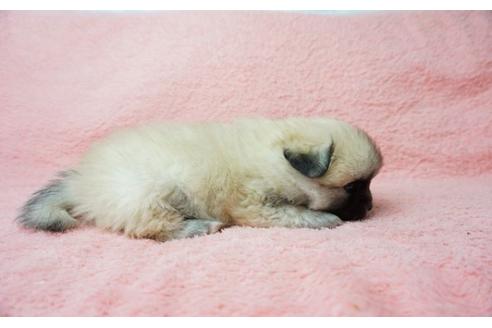 成約済の奈良県のミックス犬-24412の3枚目