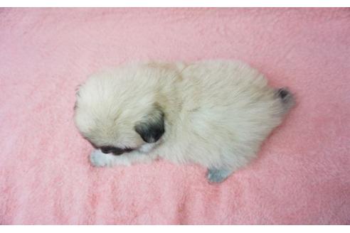 成約済の奈良県のミックス犬-24412の4枚目