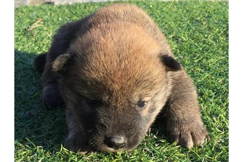 成約済の長崎県の柴犬-24519の1枚目