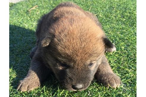 成約済の長崎県の柴犬-24519の2枚目