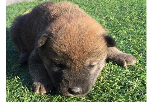 成約済の長崎県の柴犬-24519の3枚目