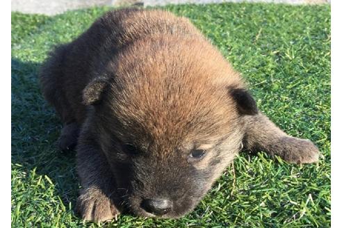 成約済の長崎県の柴犬-24519の4枚目