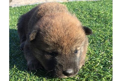 成約済の長崎県の柴犬-24519の5枚目